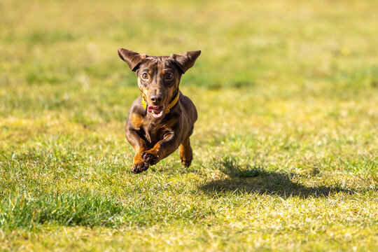 Miniature Dachshund running in the grass