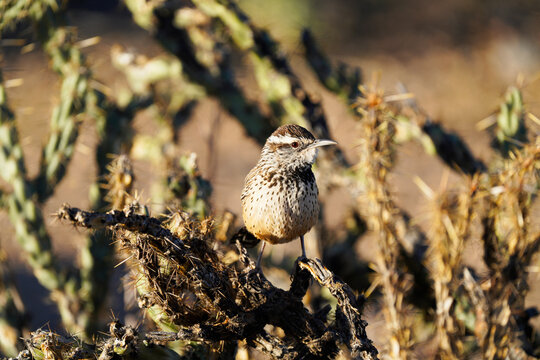 Cactus Wren - State Bird Of Arizona