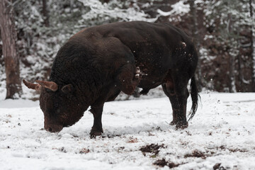 A big black bull in the snow training to fight in the arena. Bullfighting concept. Selective focus 