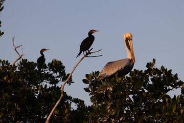 Brown Pelican and Cormorant 2