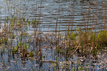 reeds in the water, spring