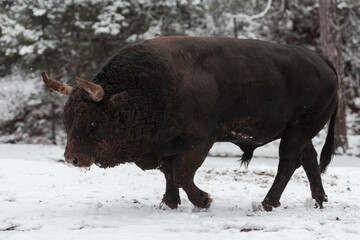 A big black bull in the snow training to fight in the arena. Bullfighting concept. Selective focus 