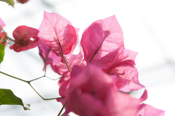 pink Bougainvillea blossoms partly on white background