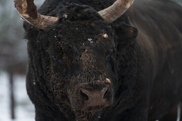 Close-up image of the Big Black Bull in the snow training to fight in the arena. The concept of...