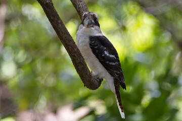 Australian laughing kookaburra in the forest