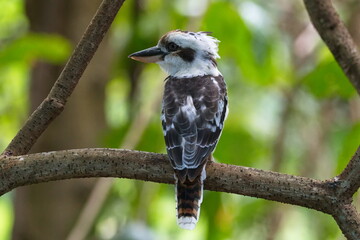 Australian laughing kookaburra in the forest