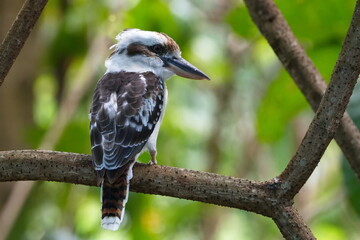 Australian laughing kookaburra in the forest