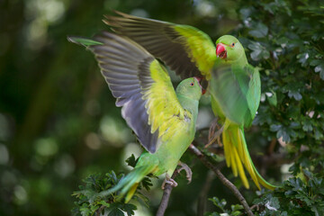 Rose-Ringed Parakeets in Hyde Park, London