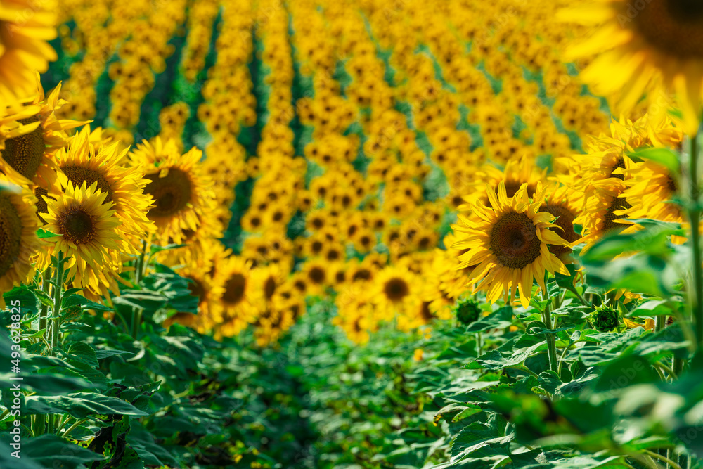 Wall mural endless rows of blooming sunflowers on the ukrainian fields.