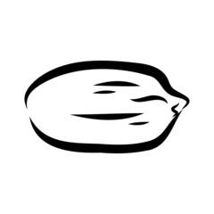 Peanut nut seed vector. Isolated on white background. Peanut butter food ingredient. Engraved hand drawn peanut illustration in retro vintage style. Organic Food, cosmetics, treatment component