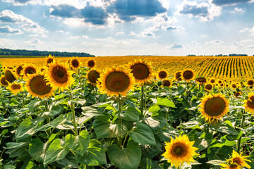 Sunny sunflower field in Ukraine. - 493628821