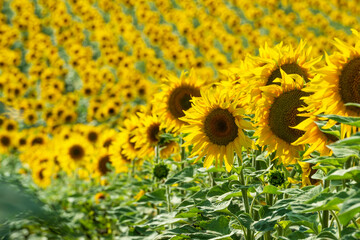 Fototapeta premium Endless sunflower field in Ukraine.