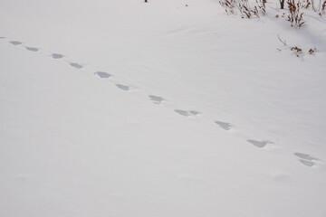 Fisher (Pekania pennanti) tracks in frozen snow on a beaver pond in the boreral forest of Eastern Ontario near Algonquin Park (Ottawa Valley).  Shot in March.  Room for text.