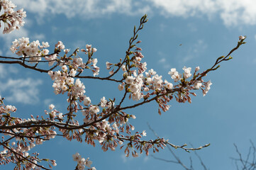 blooming tree