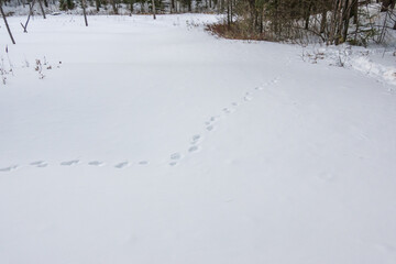 Fisher (Pekania pennanti) tracks in frozen snow on a beaver pond in the boreral forest of Eastern Ontario near Algonquin Park (Ottawa Valley).  Shot in March.  Room for text.
