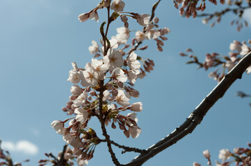tree blossoms and buds