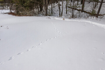 Fisher (Pekania pennanti) tracks in frozen snow on a beaver pond in the boreral forest of Eastern Ontario near Algonquin Park (Ottawa Valley).  Shot in March.  Room for text.