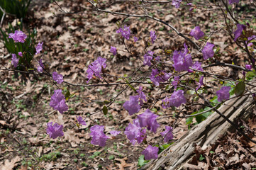 lavender or light purple blossoms (azaleas rhododendron) and old leaves background