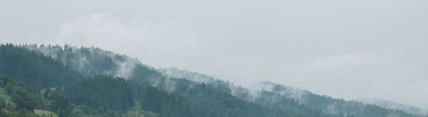 Foggy landscape with fir forest in The Carpathians