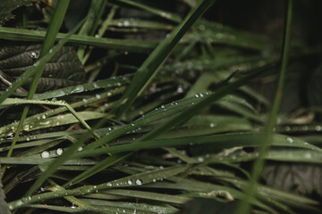 Green grass with rain drops