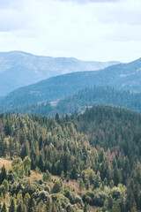 Beautiful landscape with fir forest in The Carpathians