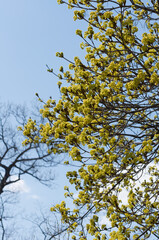 maple tree with blossoms on a blue sky