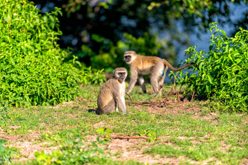 two monkeys watching and waiting, Chobe National Park Botswana