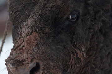 Close-up image of the Big Black Bull in the snow training to fight in the arena. The concept of...