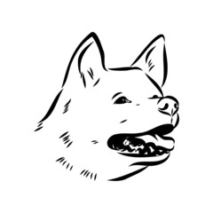 Akita dog face - isolated vector illustration akita inu dog vector