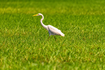 white feathered heron with yellow beak on riverbank, Botswana