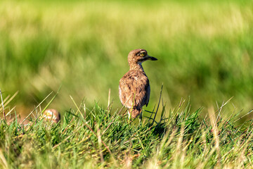 lonely small african bird on the meadow, Botswana