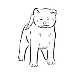Fototapeta premium Akita dog face - isolated vector illustration akita inu dog vector