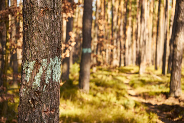 leśna ścieżka © Marcin Łazarczyk