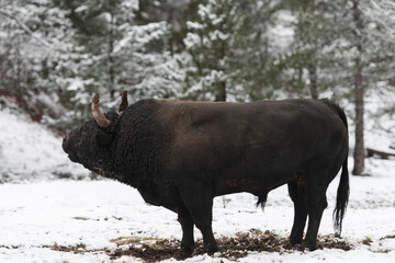 A big black bull in the snow training to fight in the arena. Bullfighting concept. Selective focus 