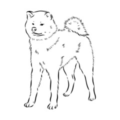 Obraz premium Akita dog face - isolated vector illustration akita inu dog vector