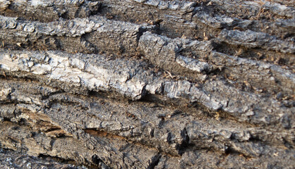 Texture. Tree bark. Close-up. High quality photo 