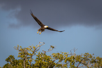bald eagle in flight 3