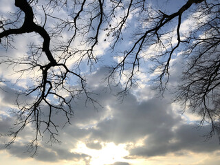 tree and sky