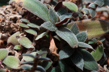 close up of a plant with fury leaves and dark undersides