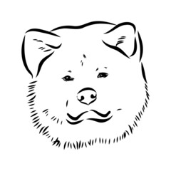 Akita dog face - isolated vector illustration akita inu dog vector