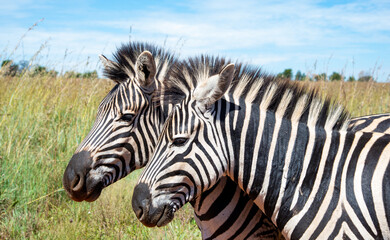 Fototapeta na wymiar Two zebras, photographed in the Rietvlei Nature Reserve, Gauteng, South Africa.