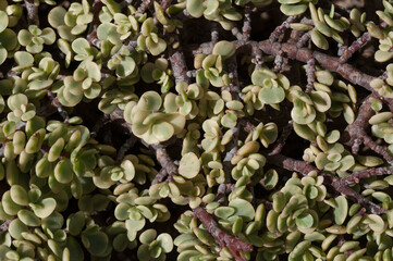 Obraz na płótnie Canvas Crassula ovata or jade plant