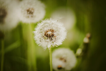 Beautiful white fluffy dandelion flowers bloom in the summer among the green grass. Nature in summer.