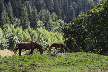 Fototapeta na wymiar Brown foal with his mother horse at the pasture