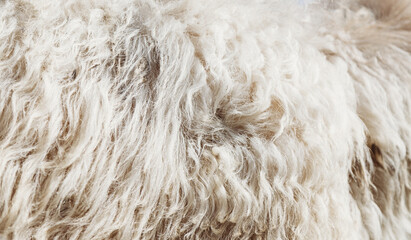 Sheep fur texture