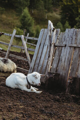 Obraz premium Portrait of a goat