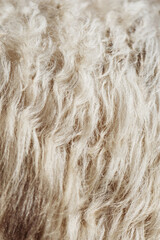 Sheep fur texture