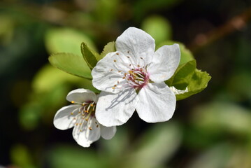 Weiße Schlehenblüten an einem Zweig