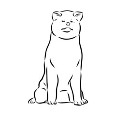 Obraz na płótnie Canvas Akita dog face - isolated vector illustration akita inu dog vector