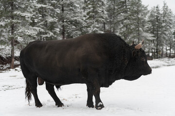 A big black bull in the snow training to fight in the arena. Bullfighting concept. Selective focus 